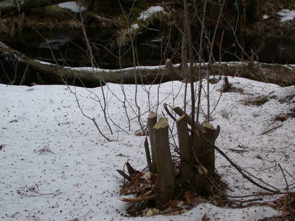 Signs of beaver activity near the cabin.