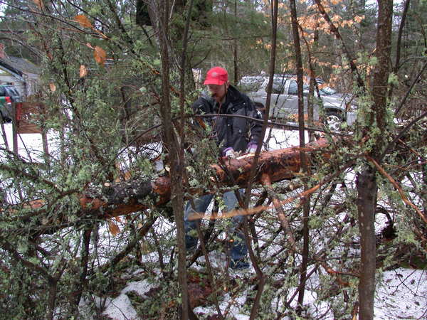 Bill cutting up a fallen tree.
