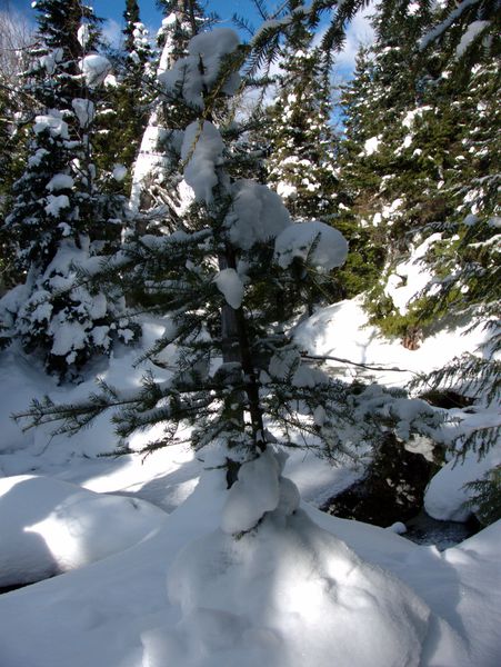 Small pine tree near the Cabin.