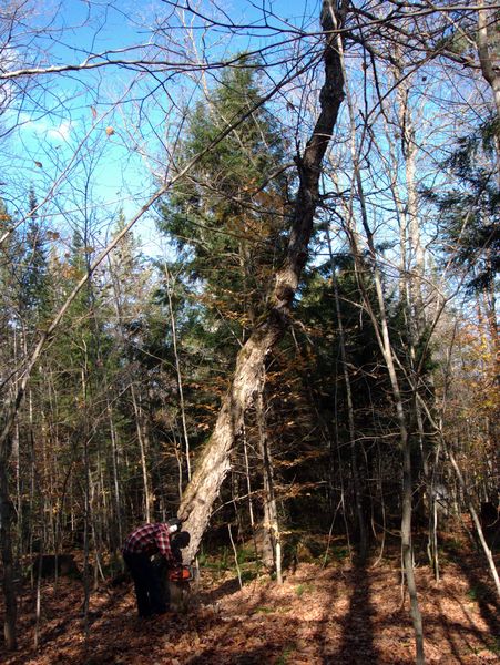 Doug working on bring down a dead tree.