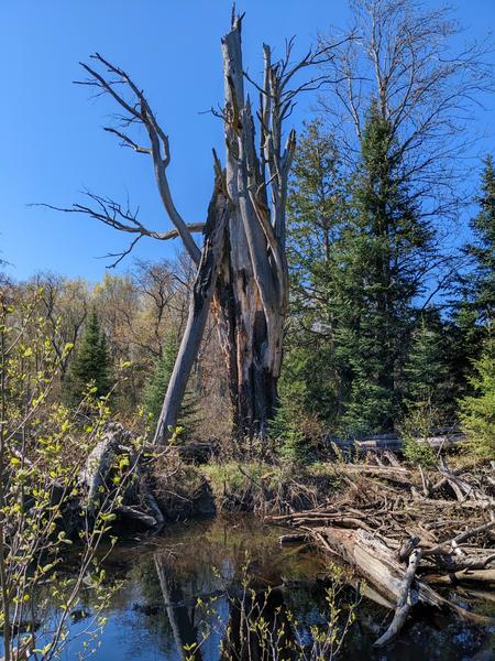 Large dead tree along the Sucker River to the east of the Cabin.