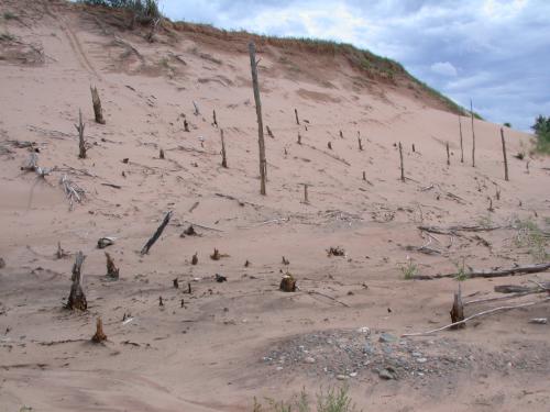 Small ghost forest at the top of the dunes.