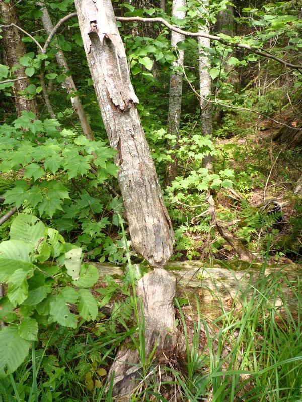 Larger tree partially cut down by a beaver.