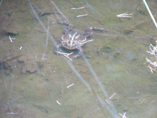 Frog in shallow pool.