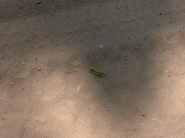 Caterpillar wandering on McCloud Grade.