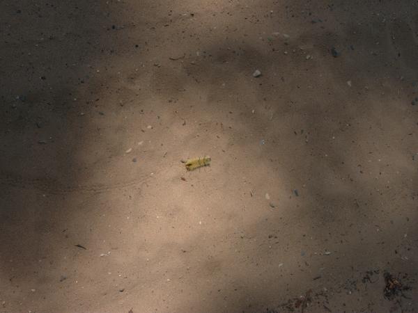 Caterpillar wanding on McCloud Grade.