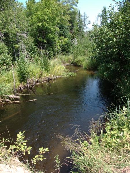 Harvey Creek as seen from McCloud Grade.