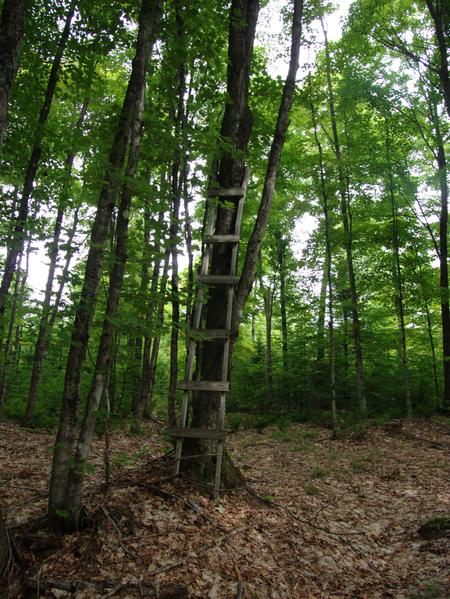 Ladder in the woods.  For a tree stand?
