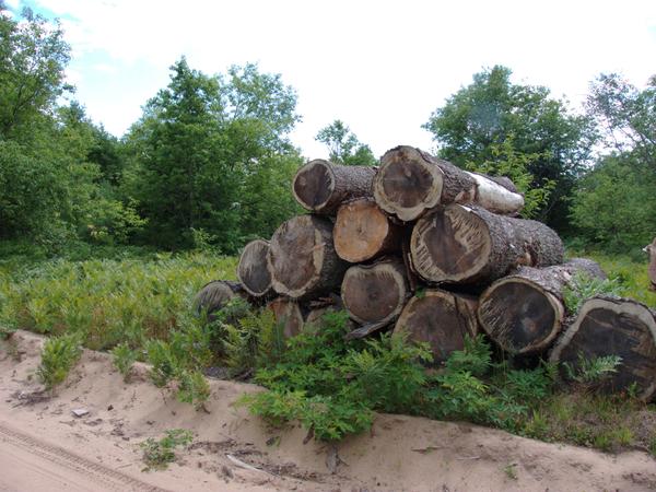 Logs stacked along Airport road.