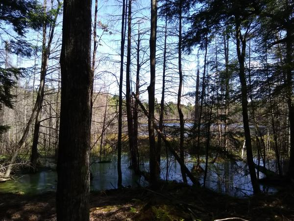 Lake in the woods on a hike.