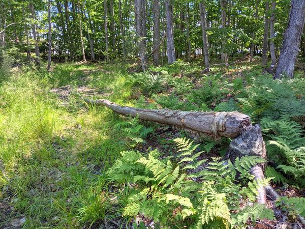 One of the many downed trees with clear signs of past beaver activity near the camp on Mitchell Lake.