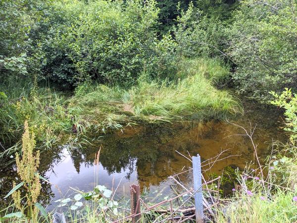 Harvey Creek near the Lucky Buck.