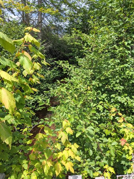 Harvey Creek barely visible from bridge along big loop.