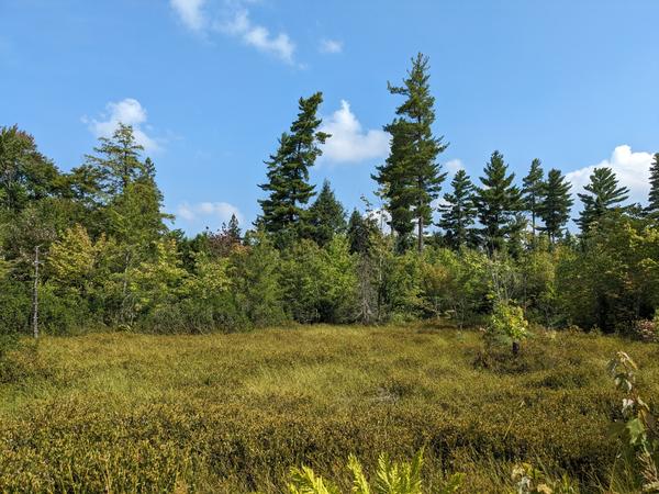 Marsh along McCloud Grade.