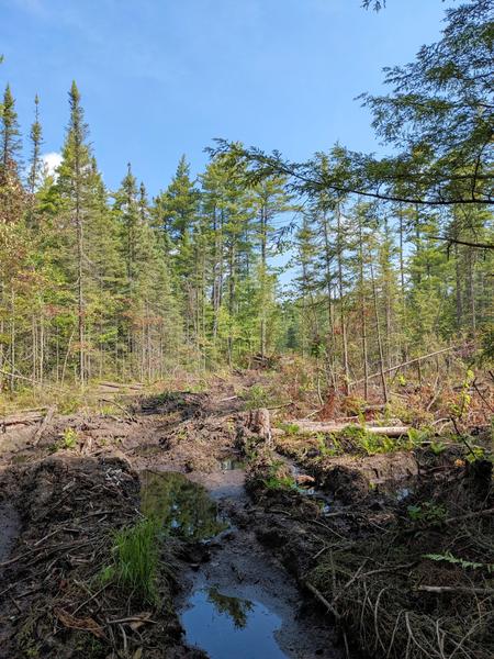 Logging at the end of McCloud Grade.