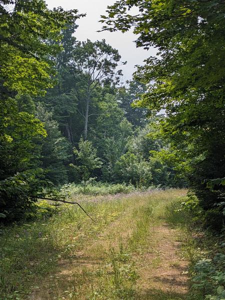 Path on the east side of the North Branch of the Two Hearted river.