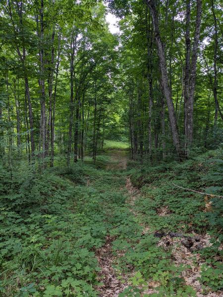 Path around the southern end of the North Branch of the Two Hearted River.