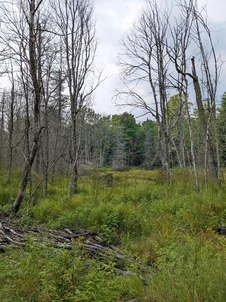 Field on the south west side of the North Branch of the Two Hearted river.