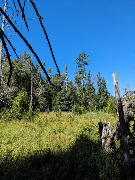 Marsh north of the Cabin.