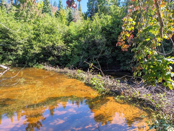 New beaver dam. They are still working on it.