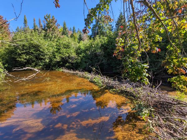 New beaver dam. They are still working on it.