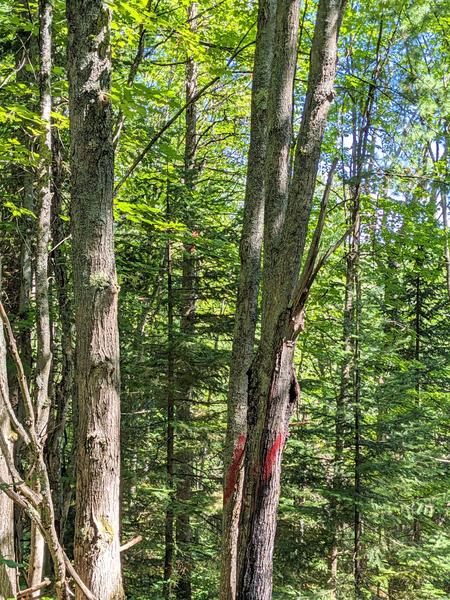 Logging markings in the woods north east of the Cabin.