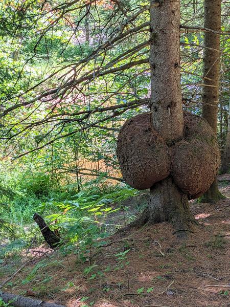 Huge growth around a tree near the Sucker river.