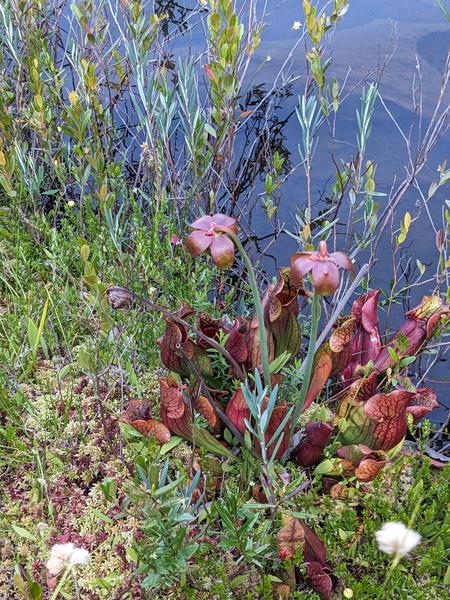 Plant along Sitka Lake.