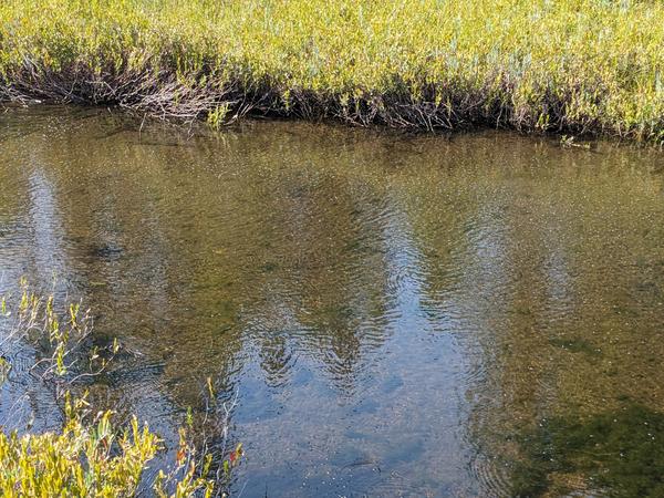 Lots of water bugs (barely visible) in Sitka Lake.