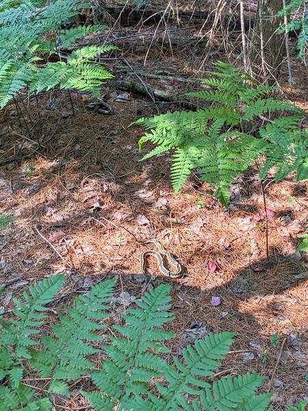 Snake in the woods near Sitka Lake.