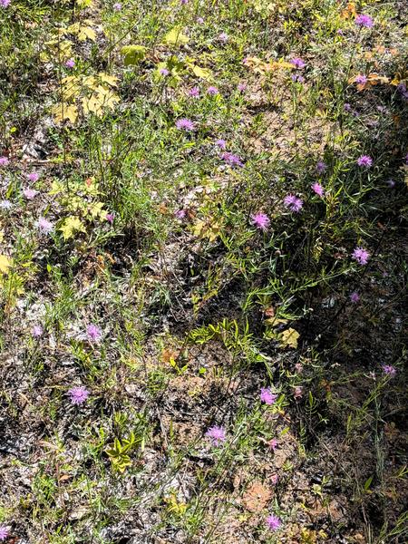 Some flowers (with bees that are hard to see) along a logging road on the west side of McCloud Grade.