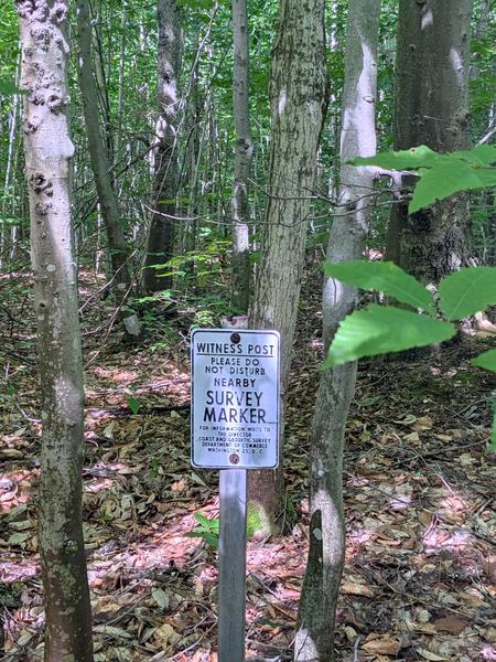 Survey marker in the woods.