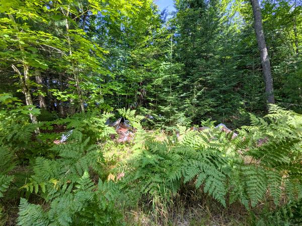 Remains of the ruined cabin on Sitka Lake.