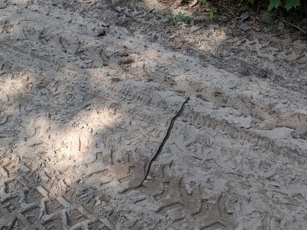 A snake basking in the warm sand on McCloud Grade.