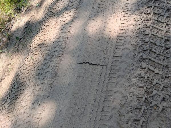 Another snake basking in the warm sand along McCloud Grade near the Lucky Buck.