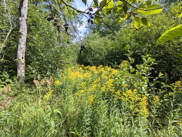 Flowers in the middle of what actually is an overgrown old logging road.