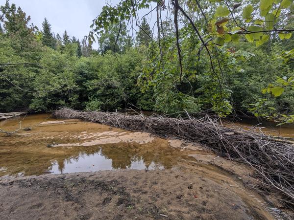 Closer view of the new beaver dam showing significant progress in one year.