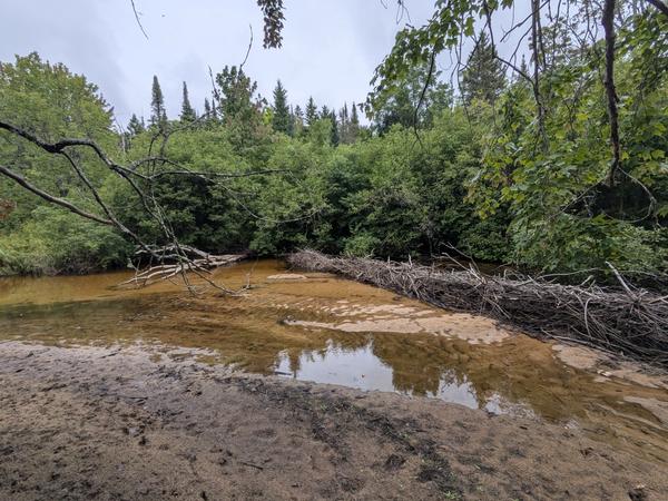 Another view of the new beaver dam. Despite its size, it has not created a beaver pond.