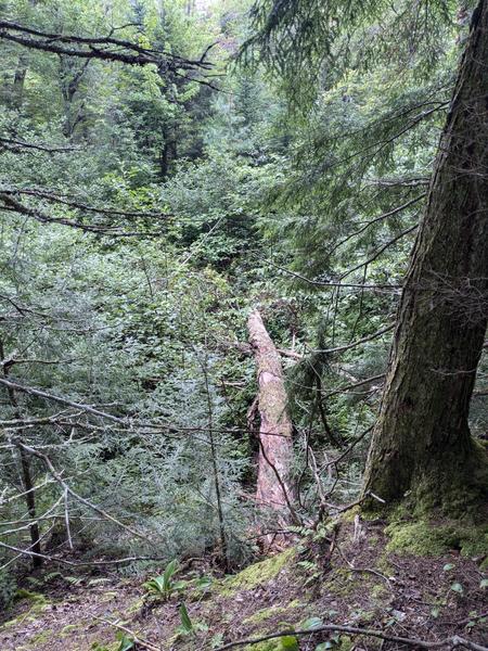 Downed tree used to get back from the new beaver dam across a marshy area.