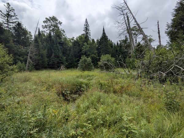 The small creek and marsh (which used to be a beaver pond) on the old "loop" behind the Cabin.