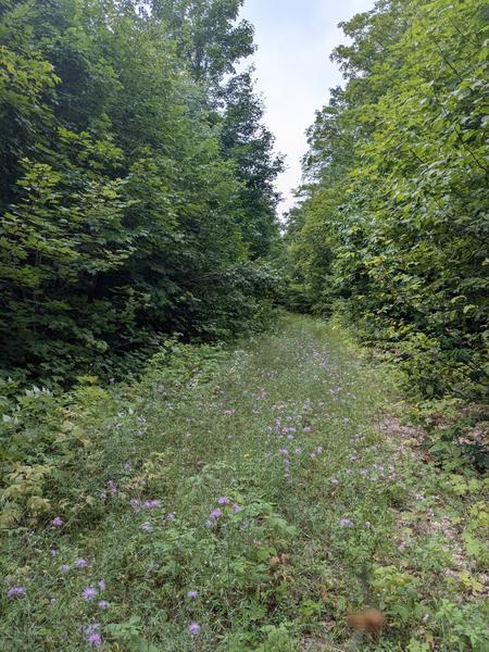 Flower strewn old logging road.
