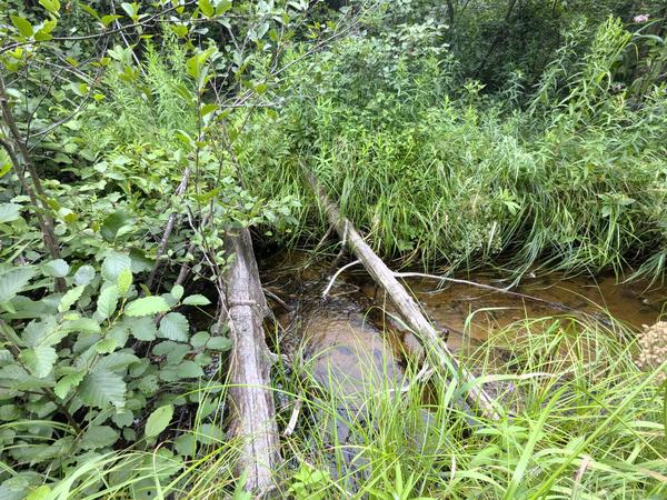 Possible remnants of a bridge over another part of the North Branch of the Two Hearted River?