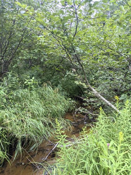 Another part of the North Branch of the Two Hearted River.