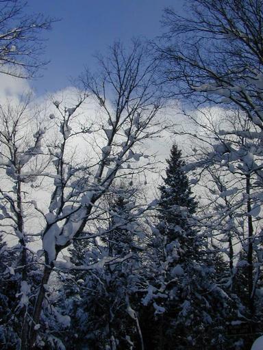 Snow covered trees and a blue sky.