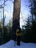 Matt at base of the very tall tree across McCloud Grade.