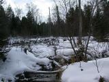 Beaver dam behind cabin.