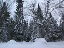 Scenery around the cabin after the snowfall.