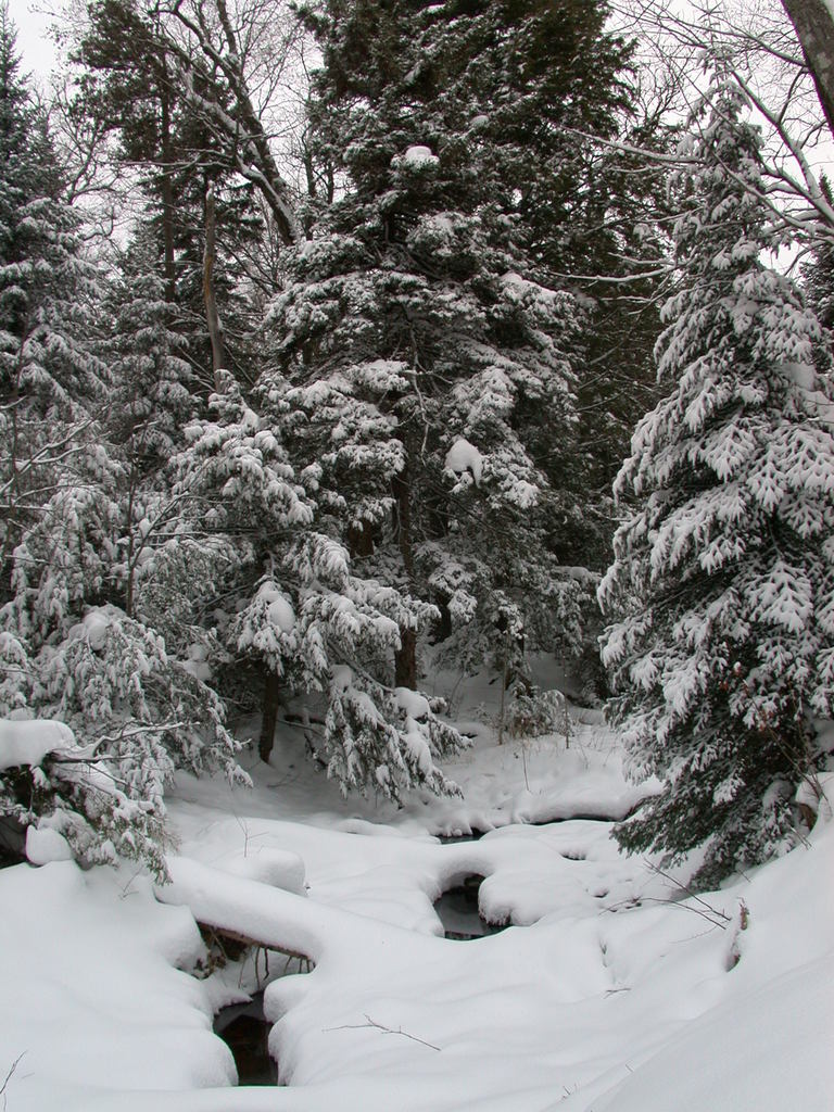 Scenery around the cabin after the snowfall.