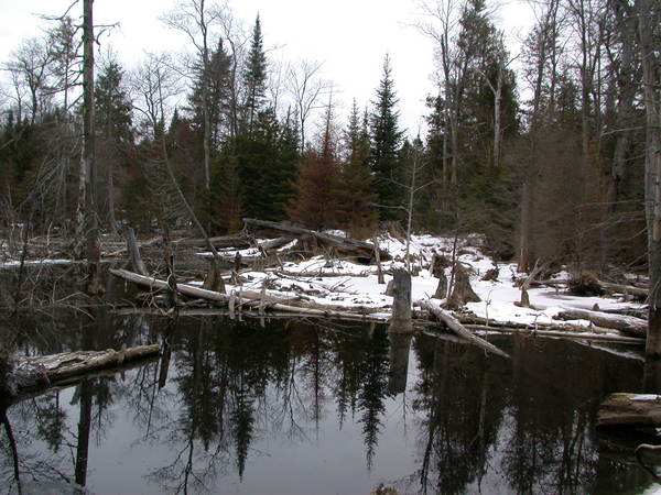 Beaver pond behind the cabin.