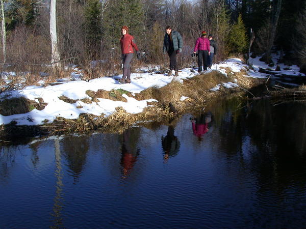 Amelia, Bill, Katie, and Jon approaching the beaver dam.
